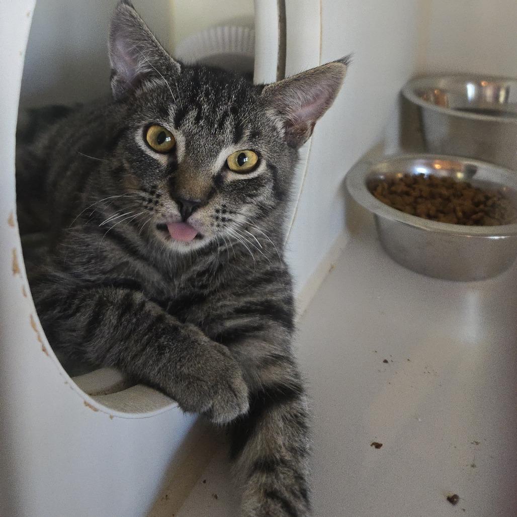 Enlarge Raisinet, a Adoptable Domestic Short Hair in Salisbury, MA image 4/4
