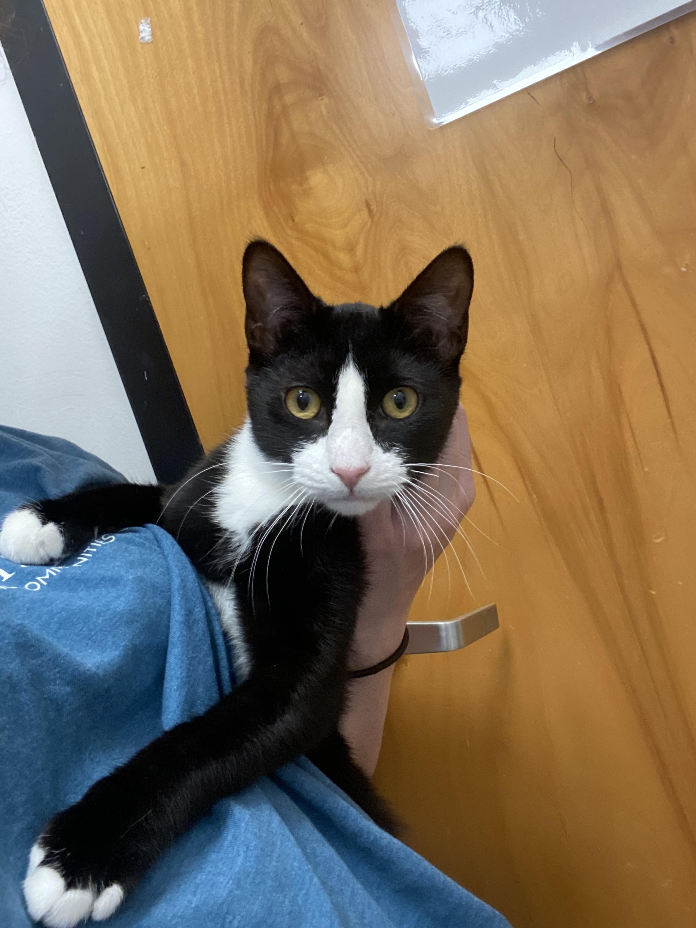 Enlarge Felix, an adopted Domestic Short Hair in El Reno, OK image 1/3