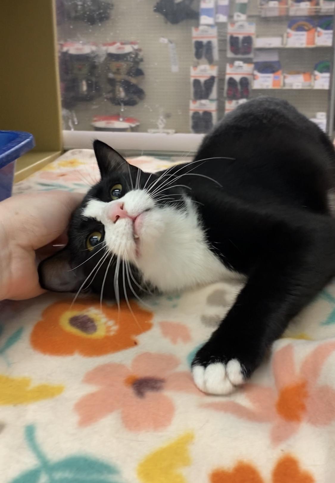 Enlarge Felix, an adopted Domestic Short Hair in El Reno, OK image 3/3