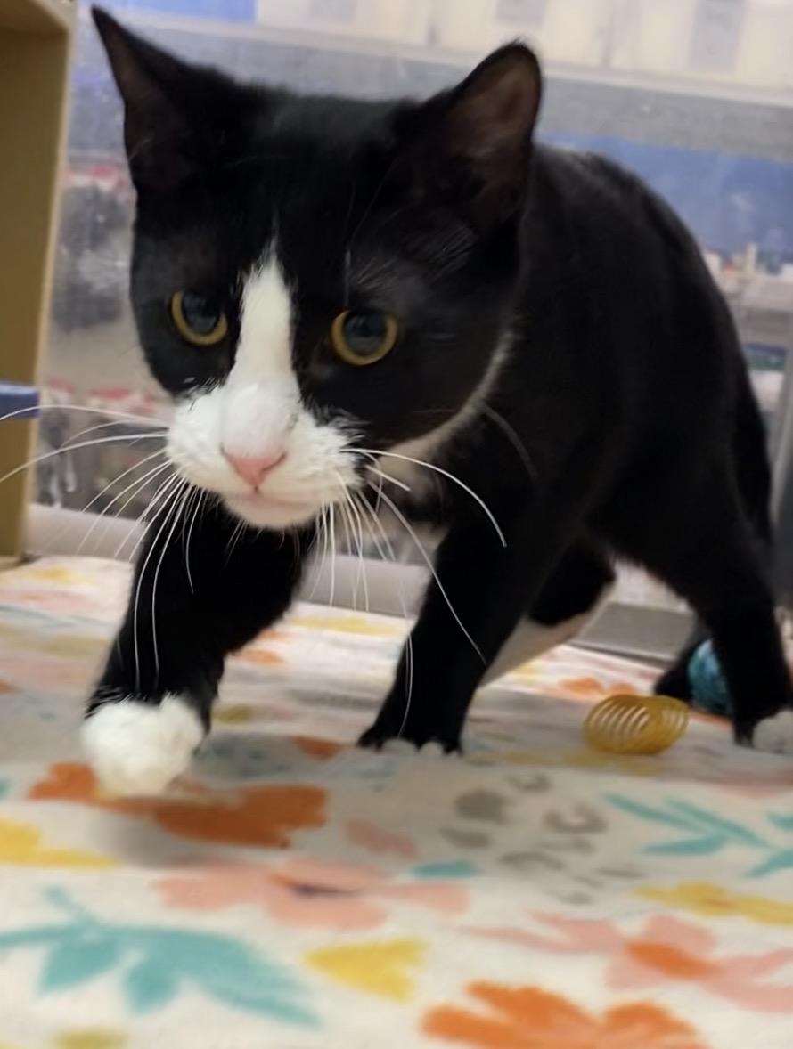 Enlarge Felix, an adopted Domestic Short Hair in El Reno, OK image 2/3