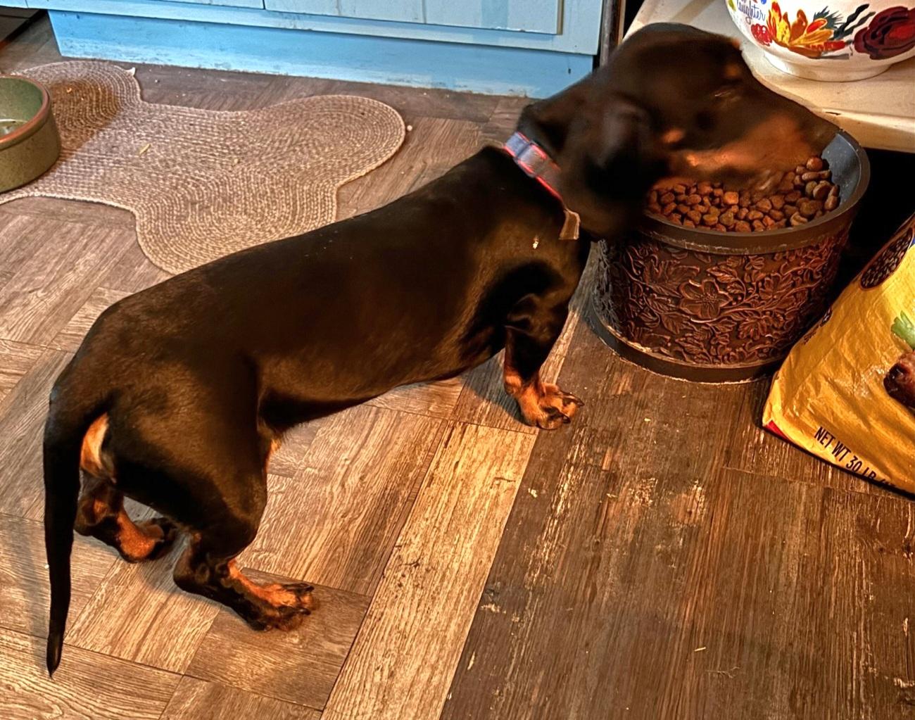 Dexter, a Adoptable Dachshund in Omaha, NE image 2/2