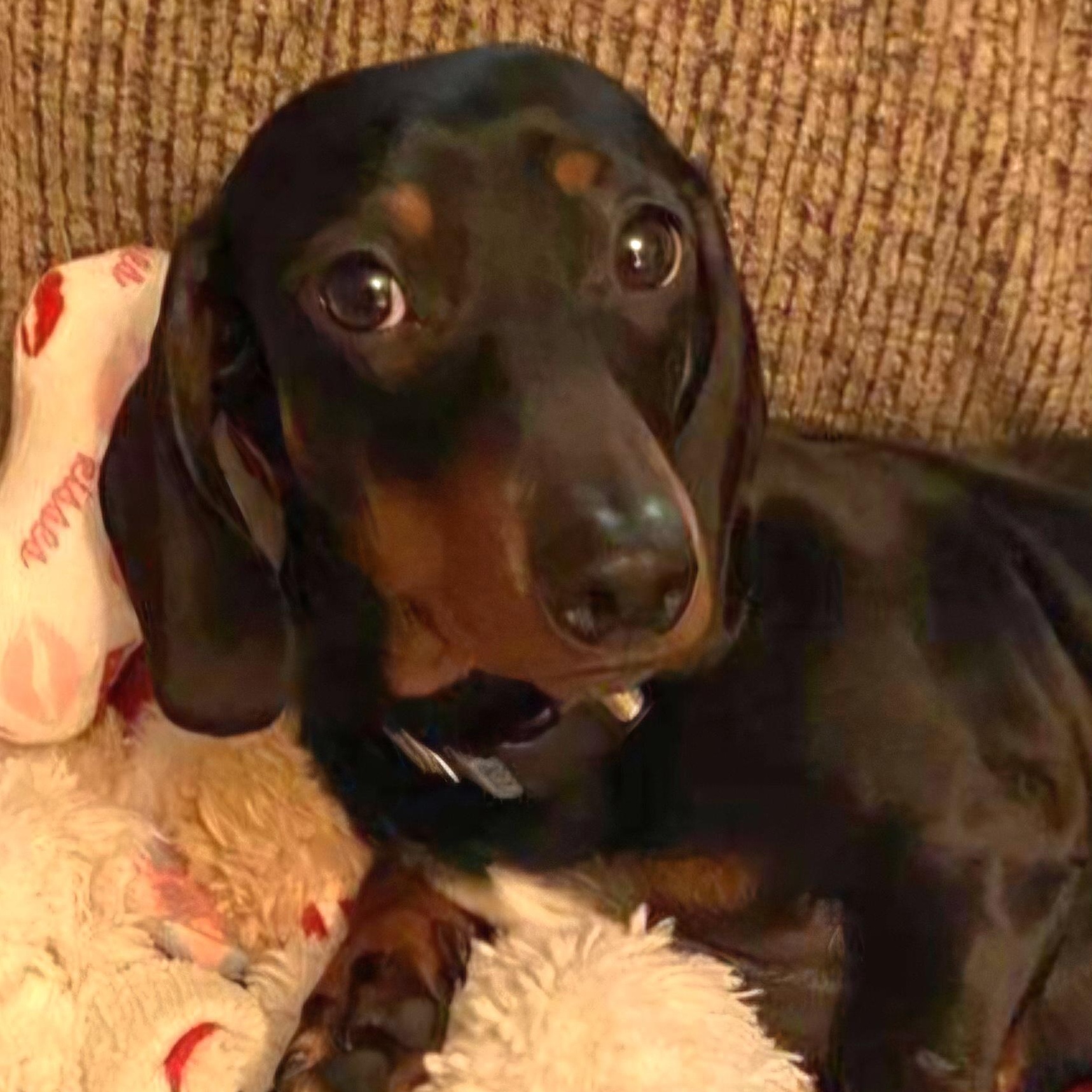 Dexter, Adoptable, Adult Male Dachshund.