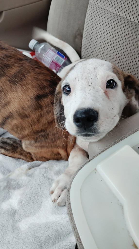 Lavender, Adoptable, Puppy Female Basset Hound & Mixed Breed.