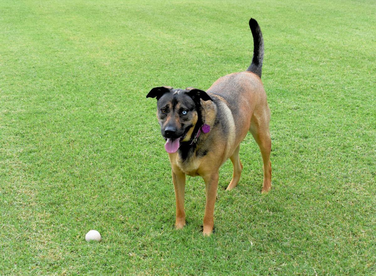 Enlarge Bella, a Adoptable mixed breed in Oklahoma City, OK image 1/3