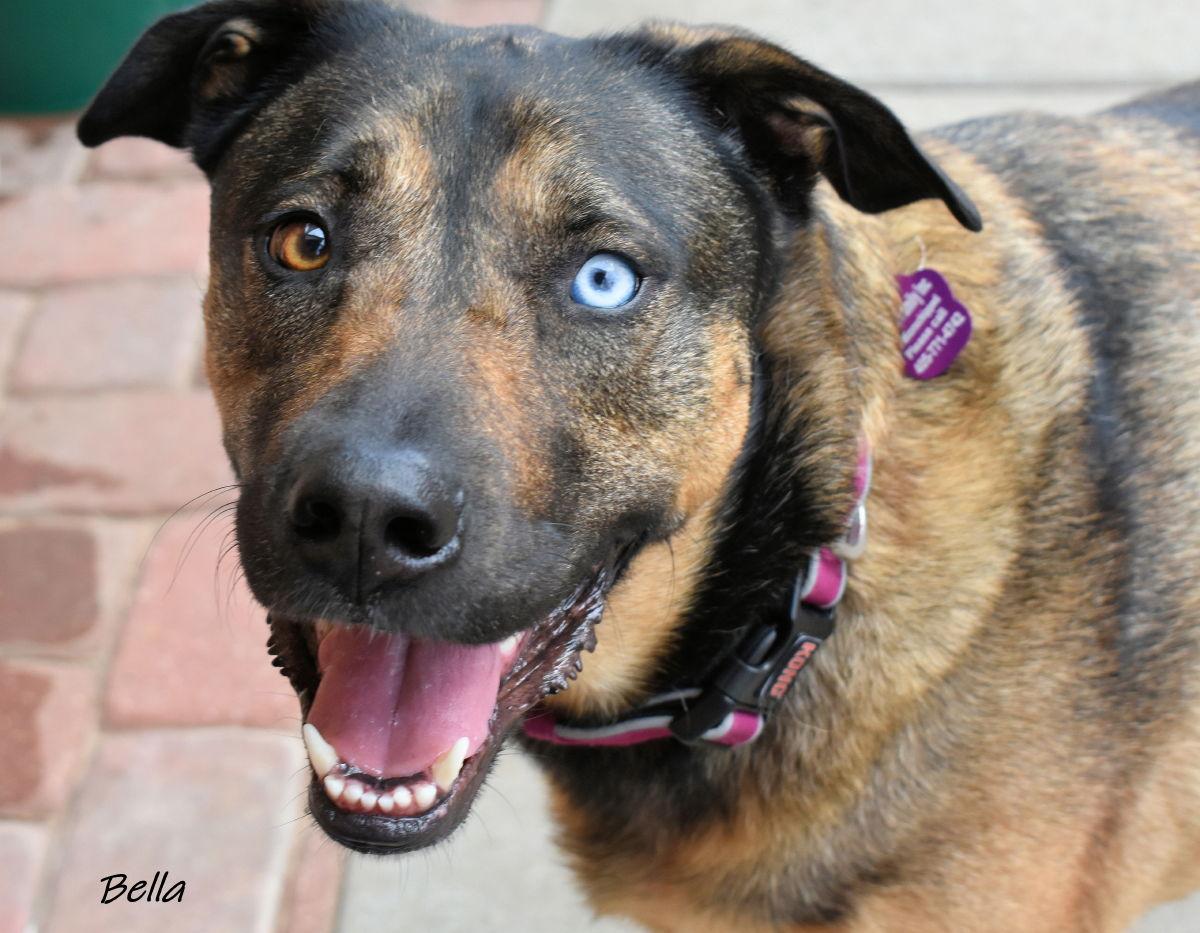 Enlarge Bella, a Adoptable mixed breed in Oklahoma City, OK image 3/3