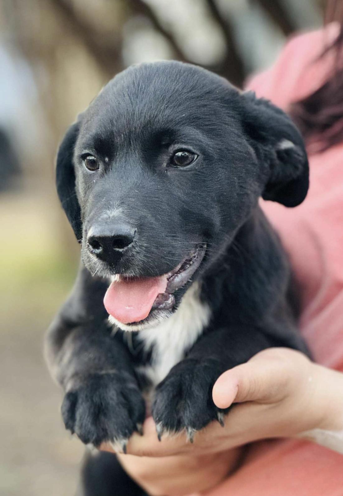 Cosmo — thumbnail 5