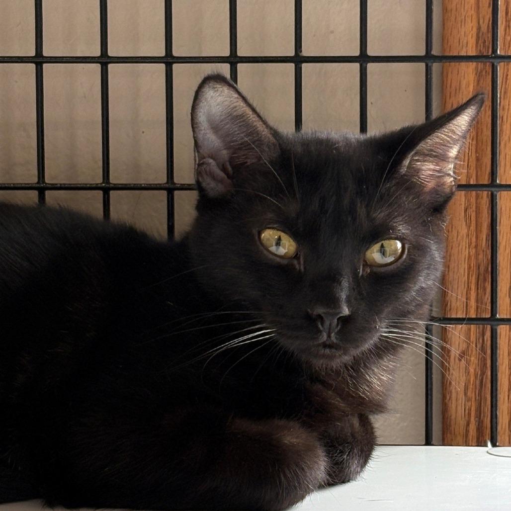 Monica, Adoptable, Kitten Female Domestic Medium Hair.