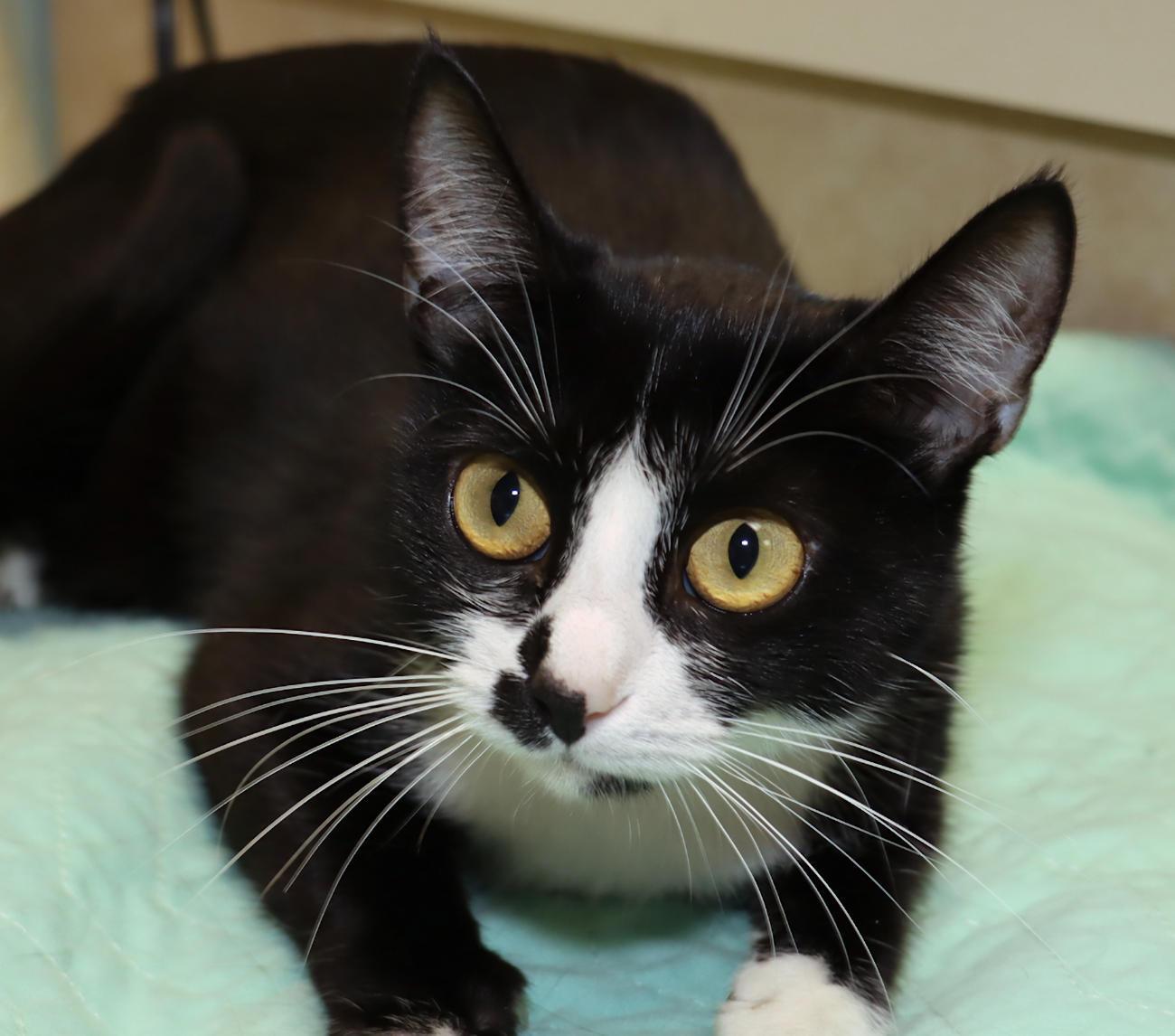 Katie, Adopted, Kitten Female Tuxedo.