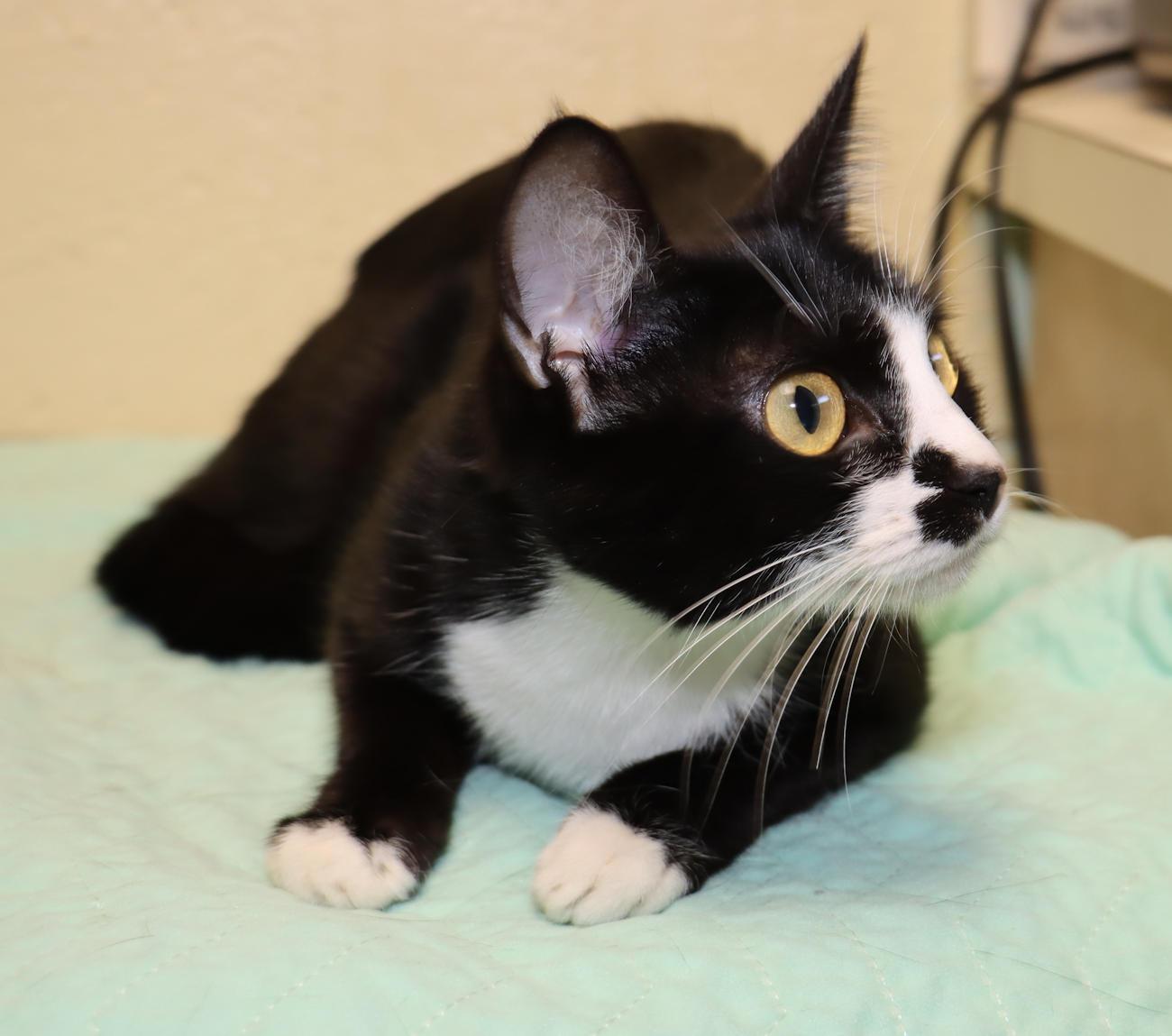 Enlarge Katie, a Adopted Tuxedo in Euclid, OH image 5/5