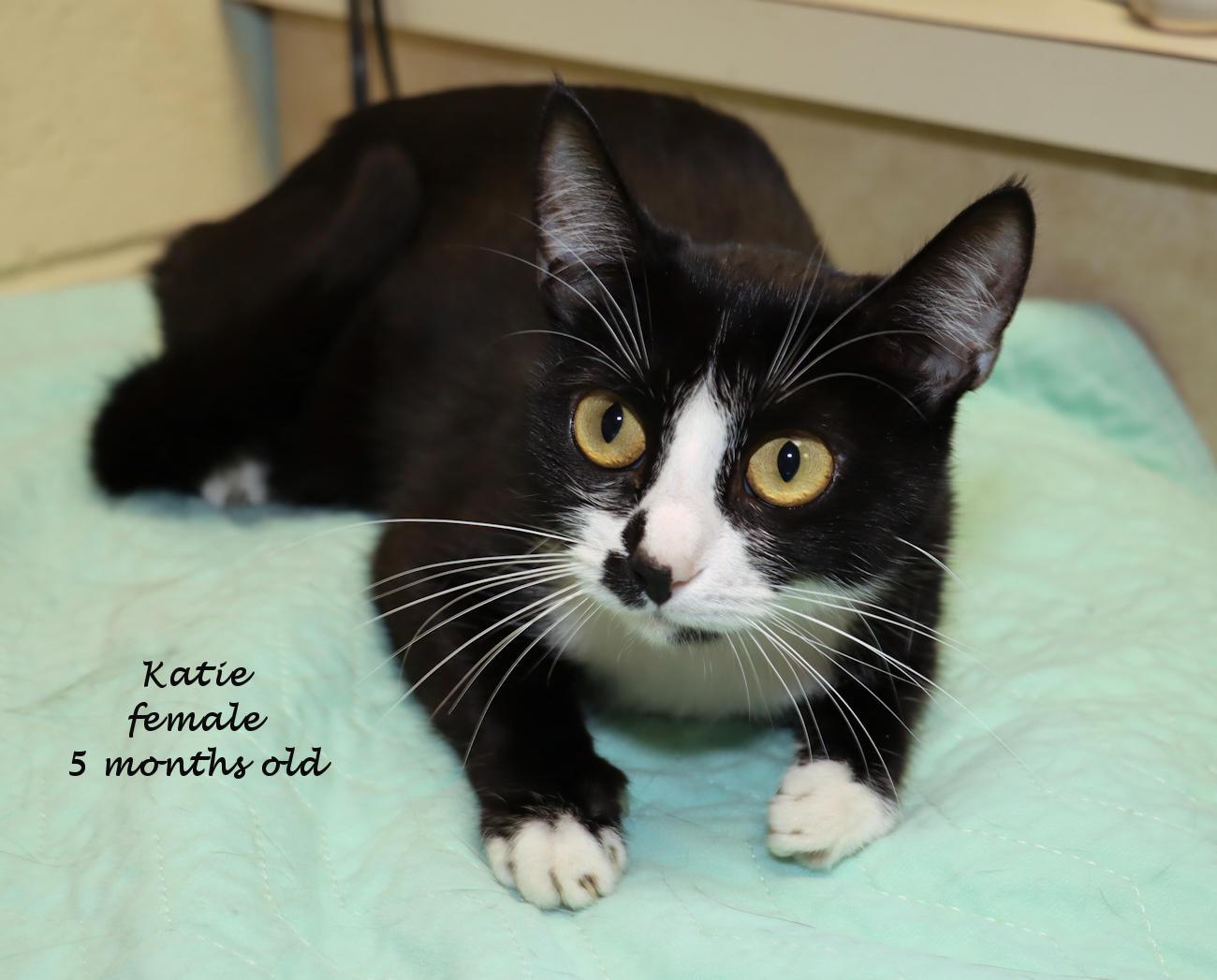 Enlarge Katie, a Adopted Tuxedo in Euclid, OH image 2/5