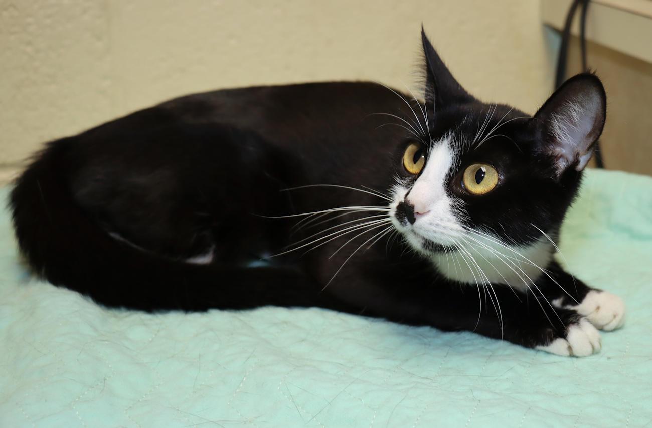 Enlarge Katie, a Adopted Tuxedo in Euclid, OH image 3/5