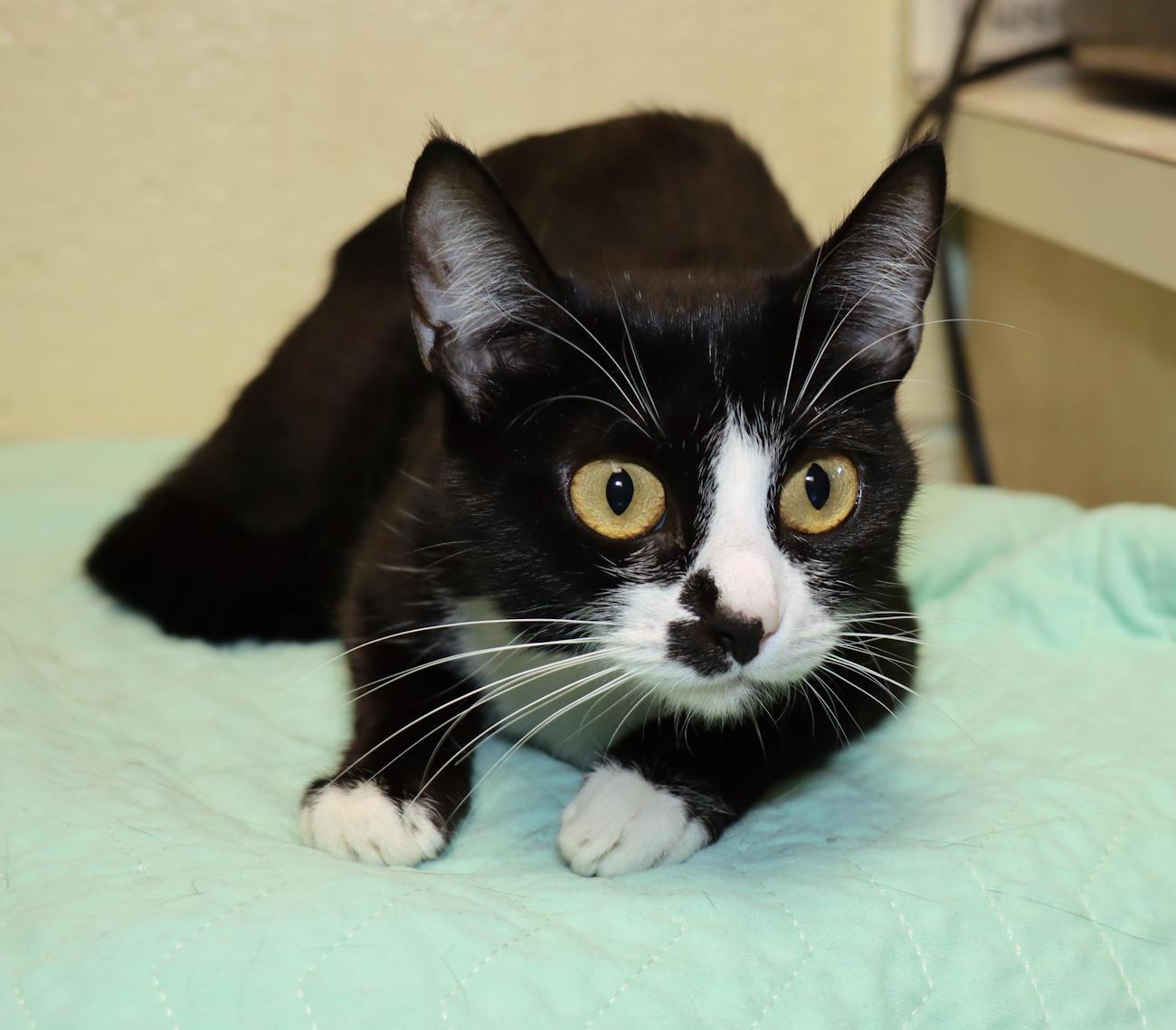 Enlarge Katie, a Adopted Tuxedo in Euclid, OH image 4/5