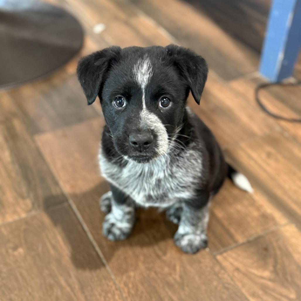 Enlarge Prince, a Adoptable mixed breed in Houston, TX image 1/2