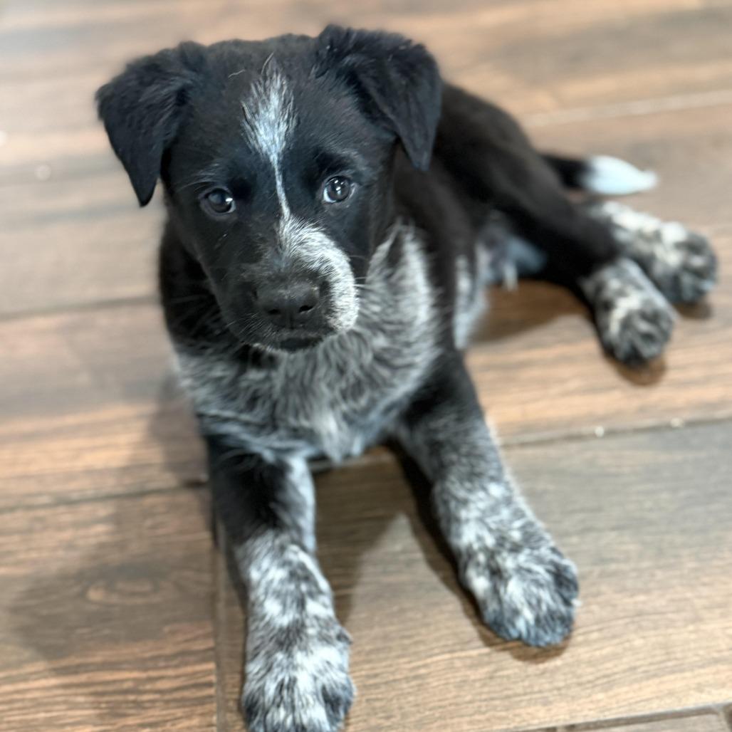 Enlarge Prince, a Adoptable mixed breed in Houston, TX image 2/2