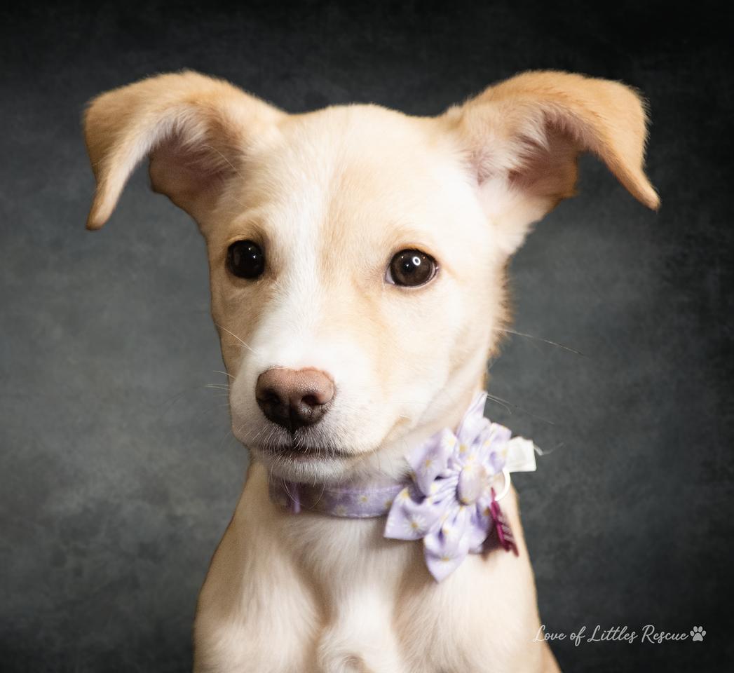 Enlarge Bitsy, a Adoptable mixed breed in Heiskell, TN image 4/5