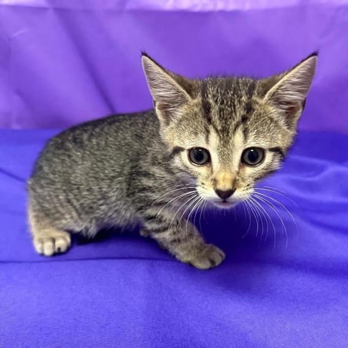 Polaris, Adoptable, Kitten Male Domestic Short Hair.