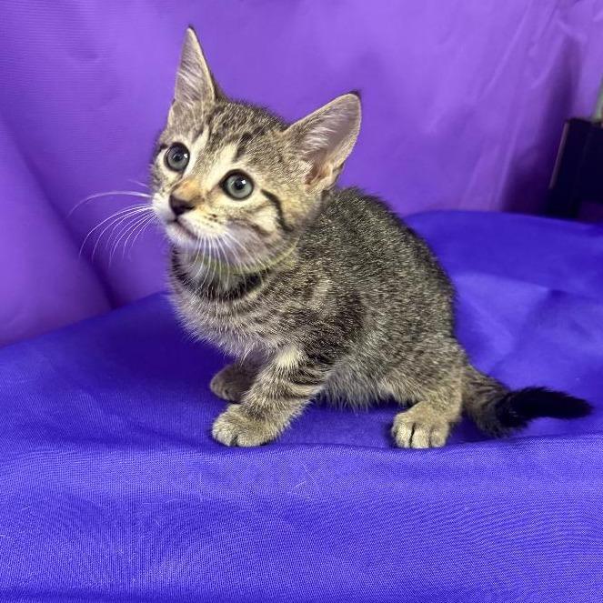 Polaris, a Adoptable Domestic Short Hair in North Myrtle Beach, SC image 2/2
