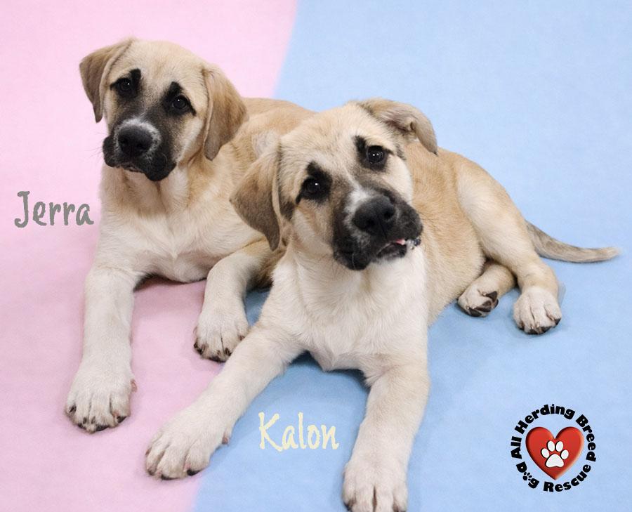 Enlarge Kalon, an adopted Anatolian Shepherd in Joliet, IL image 1/2