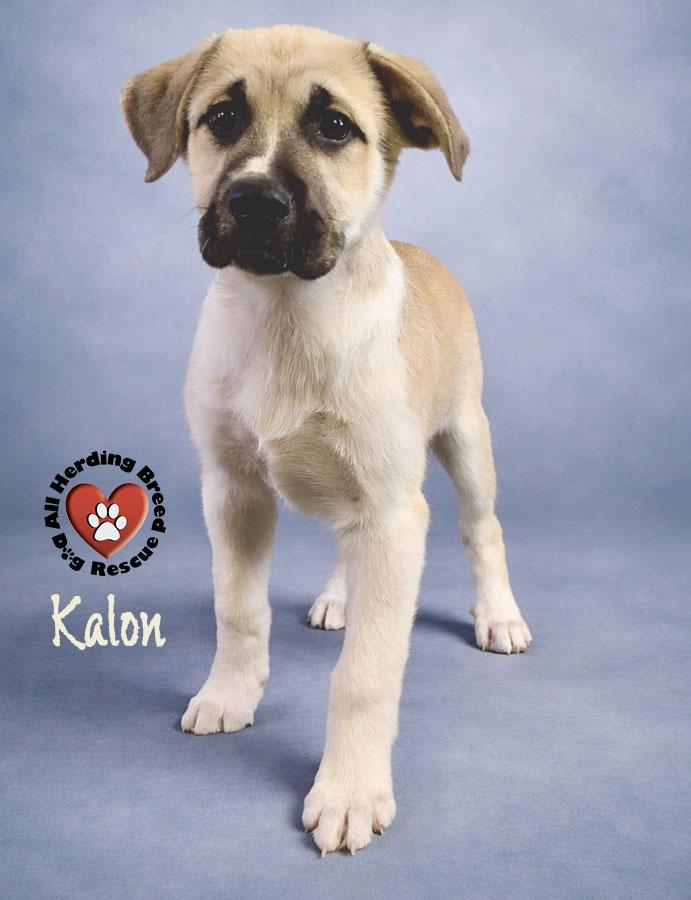 Enlarge Kalon, an adopted Anatolian Shepherd in Joliet, IL image 2/2