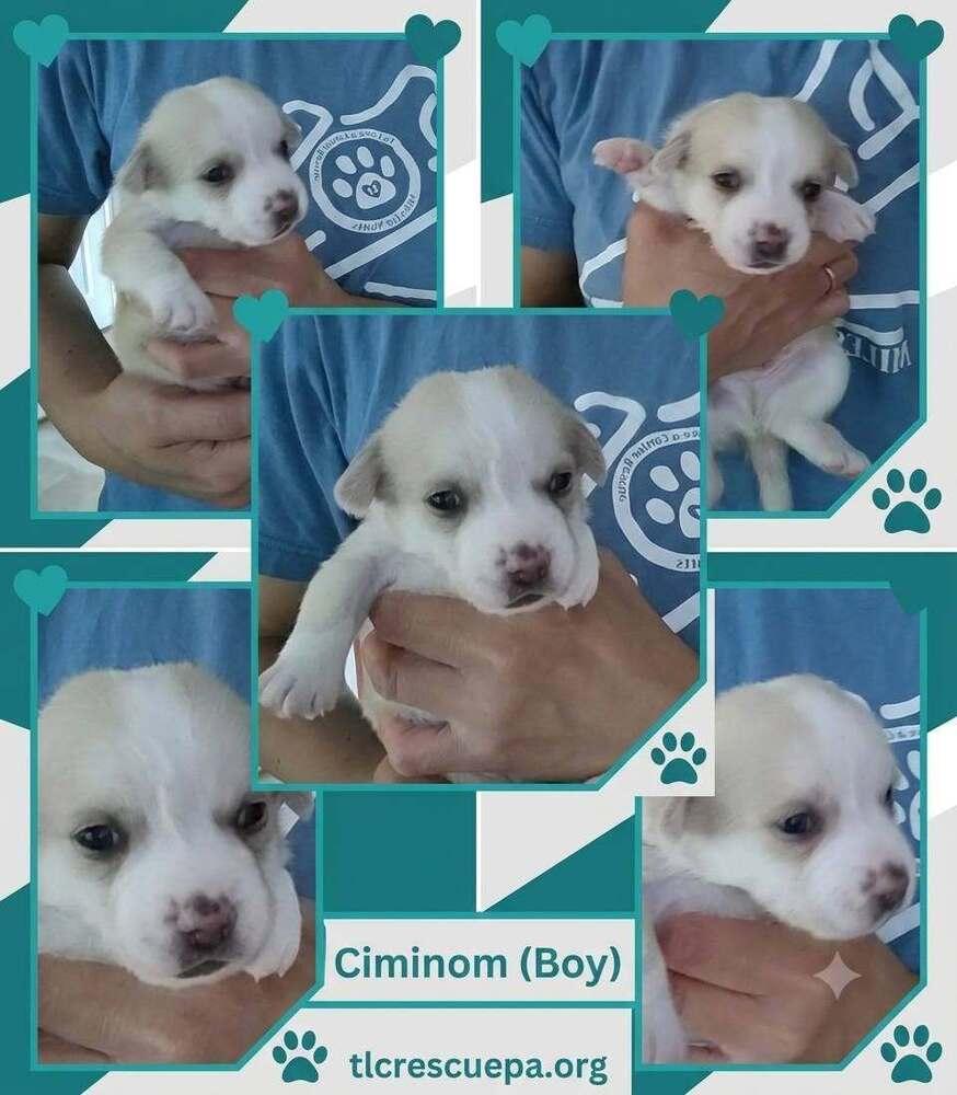 Ciminom (Betty's Babble Bunch) 070126, Adoptable, Puppy Male Corgi & Beagle.