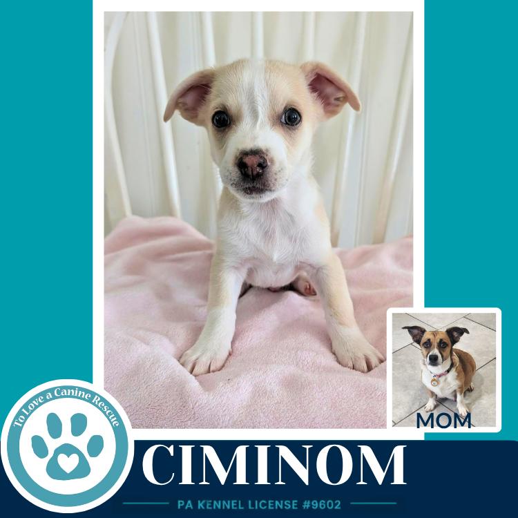 Enlarge Ciminom (Betty's Babble Bunch) 070126, a Adoptable mixed breed in Kimberton, PA image 2/3
