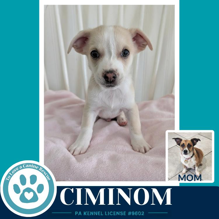 Enlarge Ciminom (Betty's Babble Bunch) 070126, a Adoptable mixed breed in Kimberton, PA image 3/3