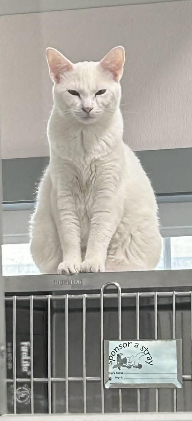 Enlarge Arlo the Snowball, an adopted Domestic Short Hair in Wakefield, RI image 2/2
