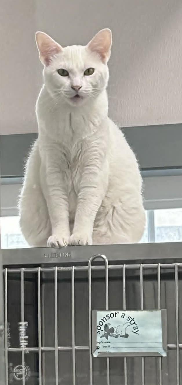 Arlo the Snowball, adopted, Adult Male Domestic Short Hair.