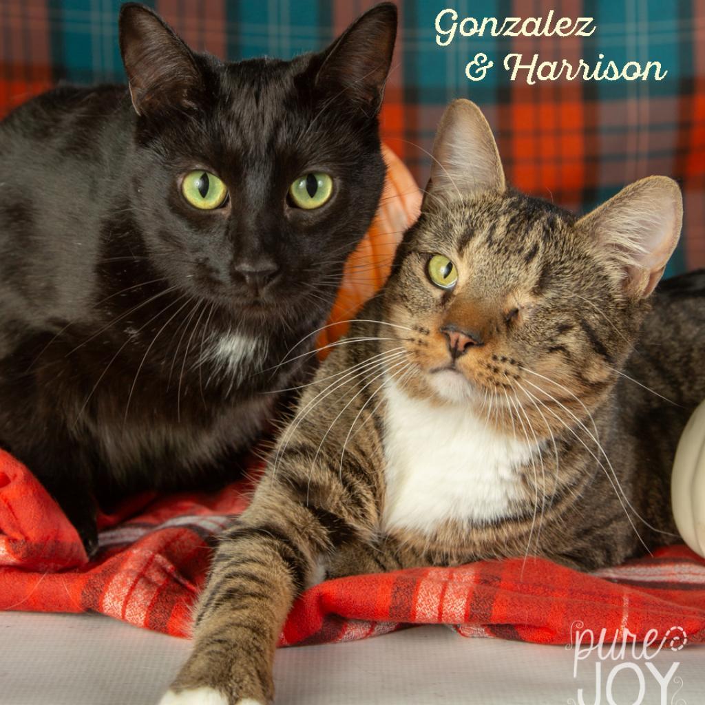 Gonzales, a Adoptable Domestic Short Hair in Springfield, MO image 1/4