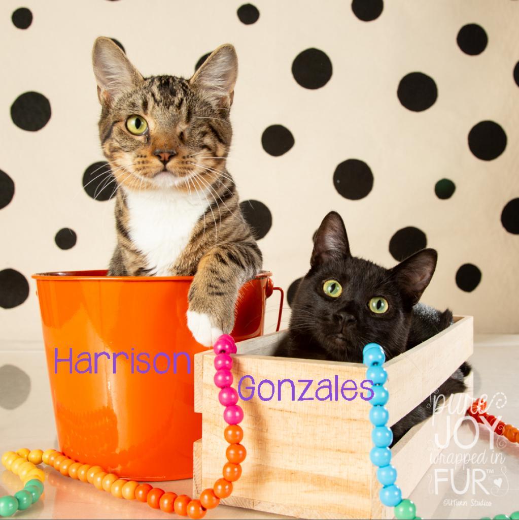 Gonzales, a Adoptable Domestic Short Hair in Springfield, MO image 2/4