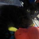Gonzales, a Adoptable Domestic Short Hair in Springfield, MO image 3/4