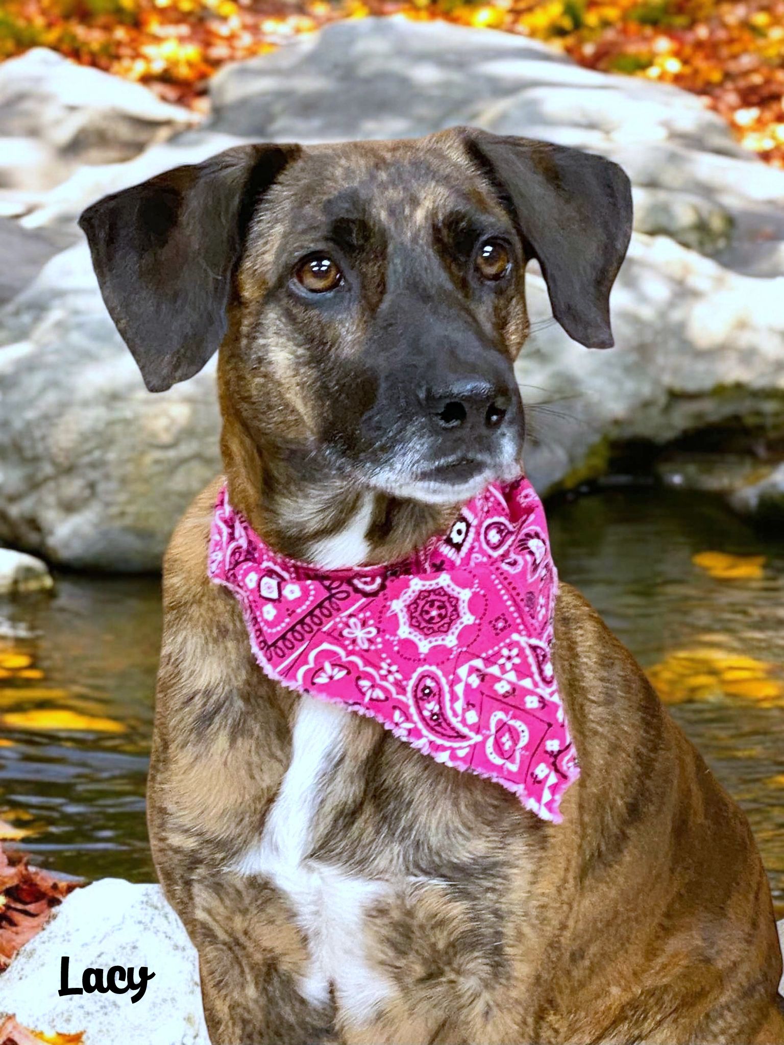 Enlarge LACY, a Adoptable Catahoula Leopard Dog in Sumter, SC image 1/3