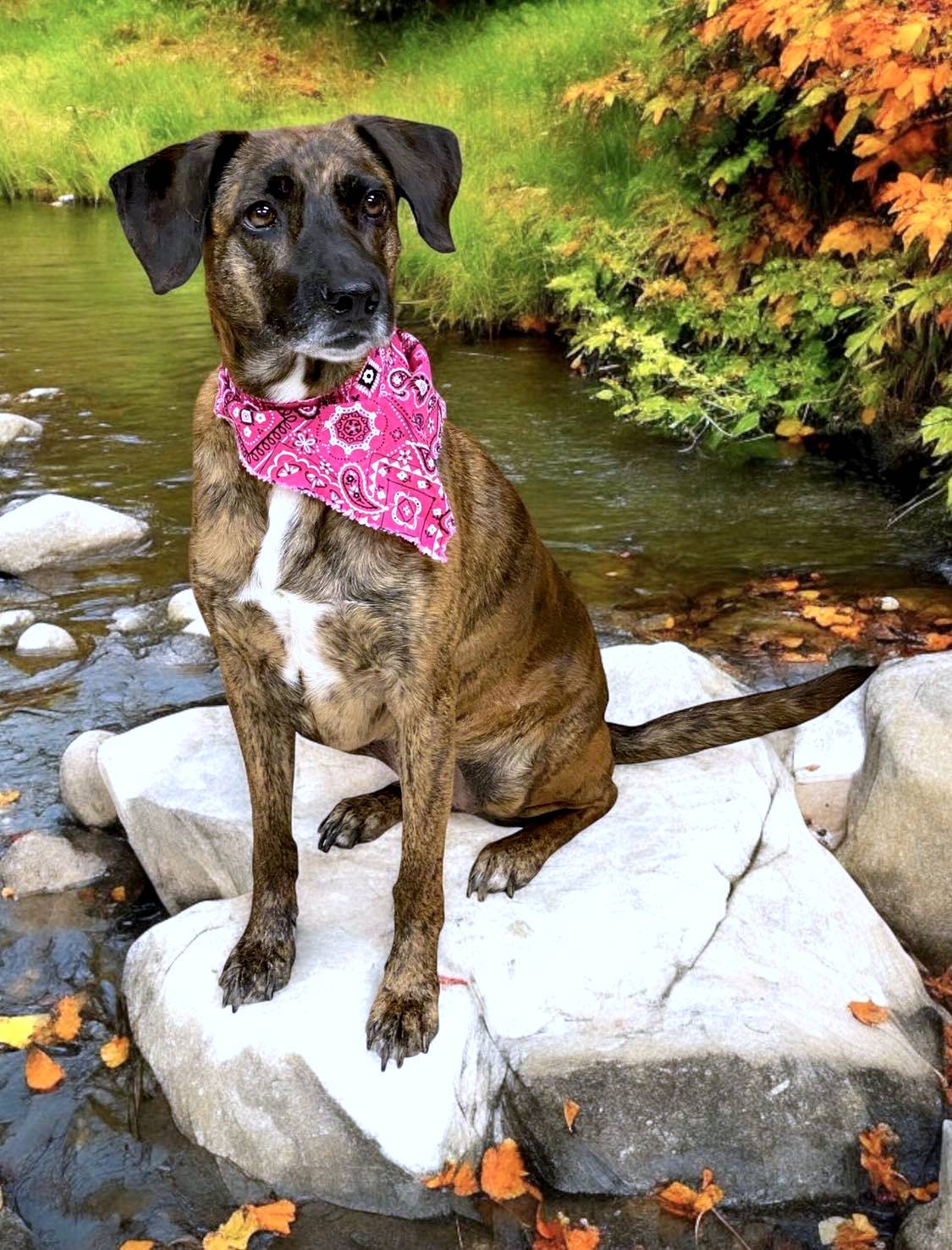 Enlarge LACY, a Adoptable Catahoula Leopard Dog in Sumter, SC image 2/3
