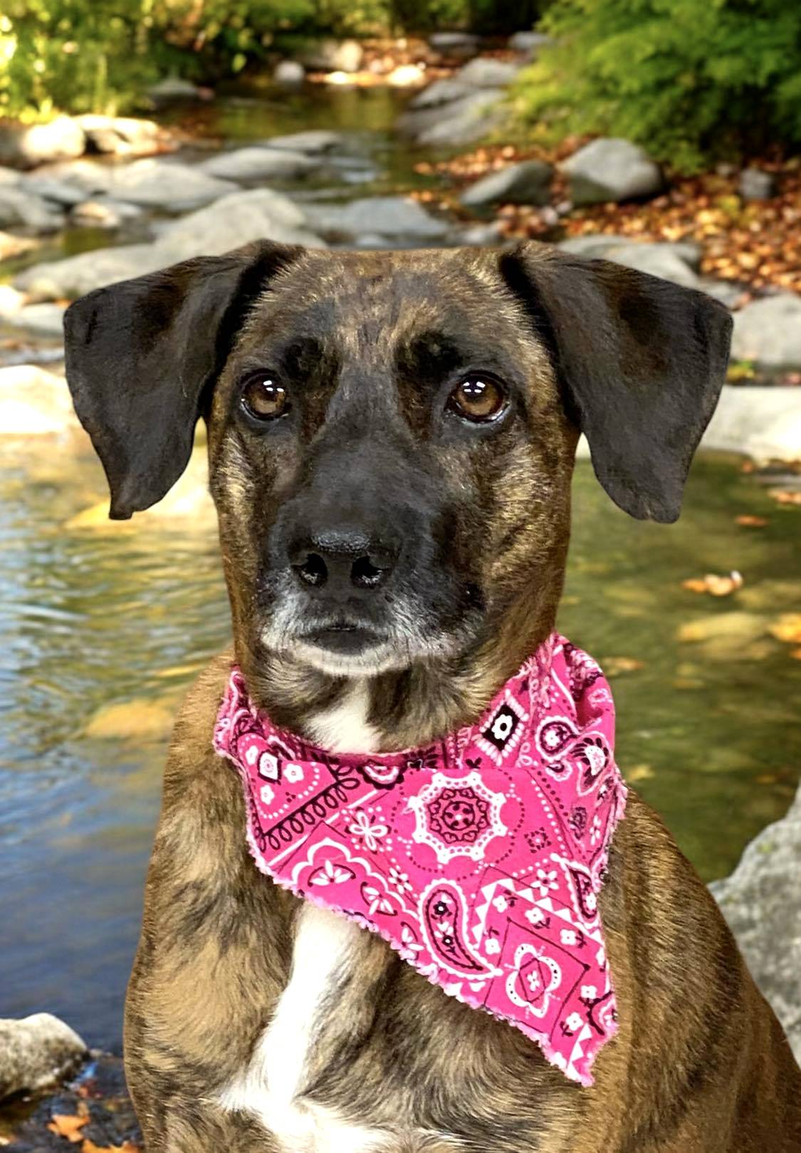 Enlarge LACY, a Adoptable Catahoula Leopard Dog in Sumter, SC image 3/3