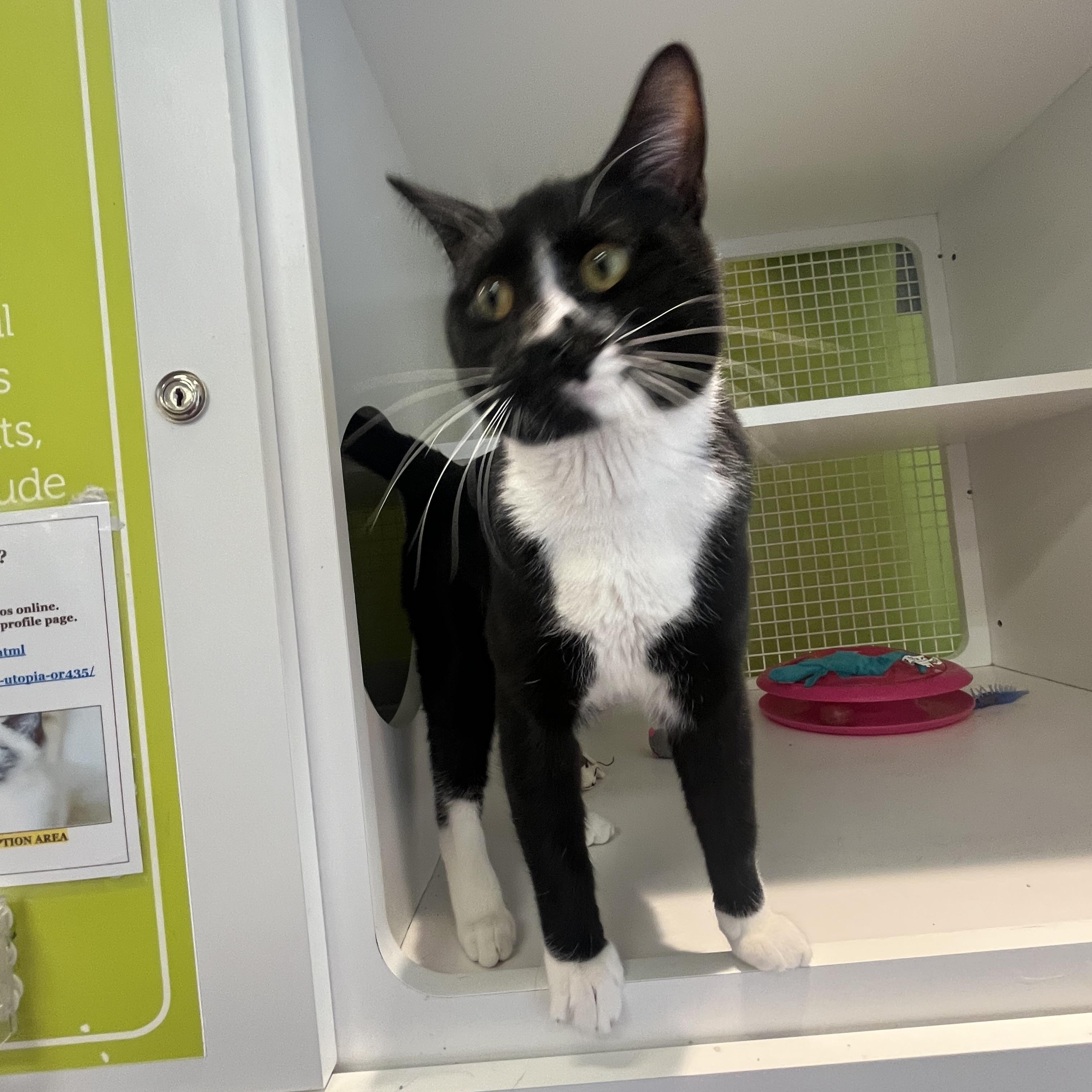 Boots, adopted, Young Male Domestic Short Hair.