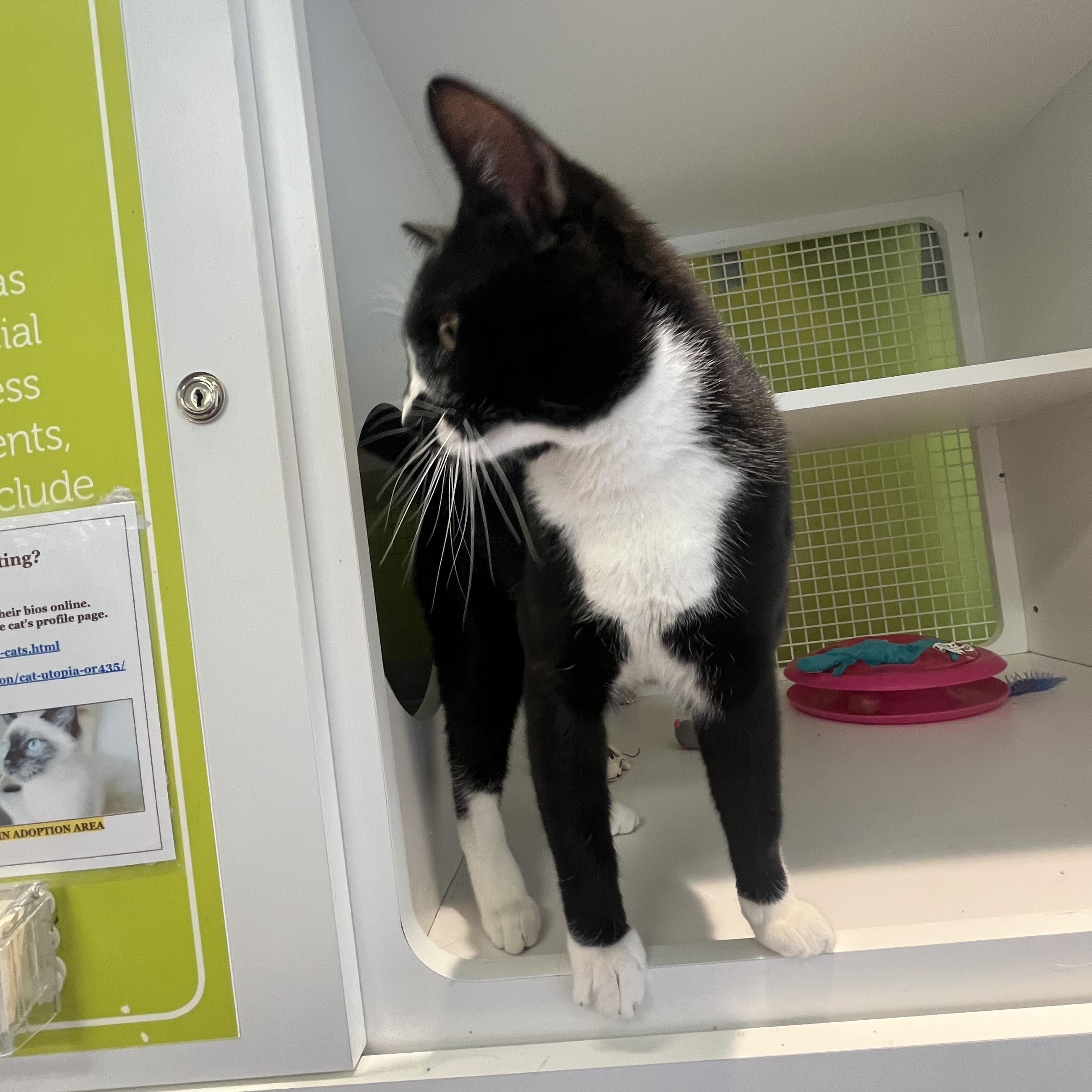 Enlarge Boots, an adopted Domestic Short Hair in Clackamas, OR image 3/3