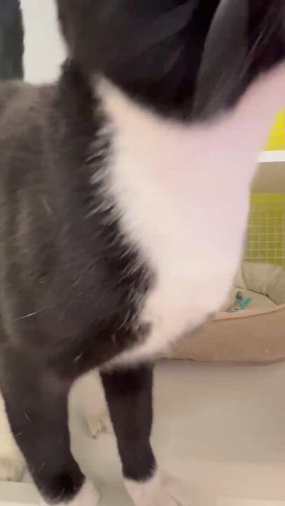 Enlarge Boots, an adopted Domestic Short Hair in Clackamas, OR video 2/3
