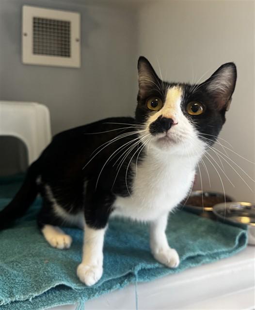 KARAMEL SUTRA, Adoptable, Young Female Domestic Short Hair.