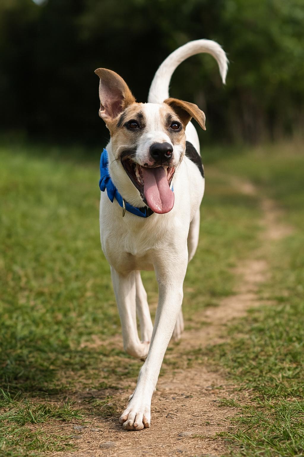 Horus, Adoptable, Young Male Pointer & Labrador Retriever.