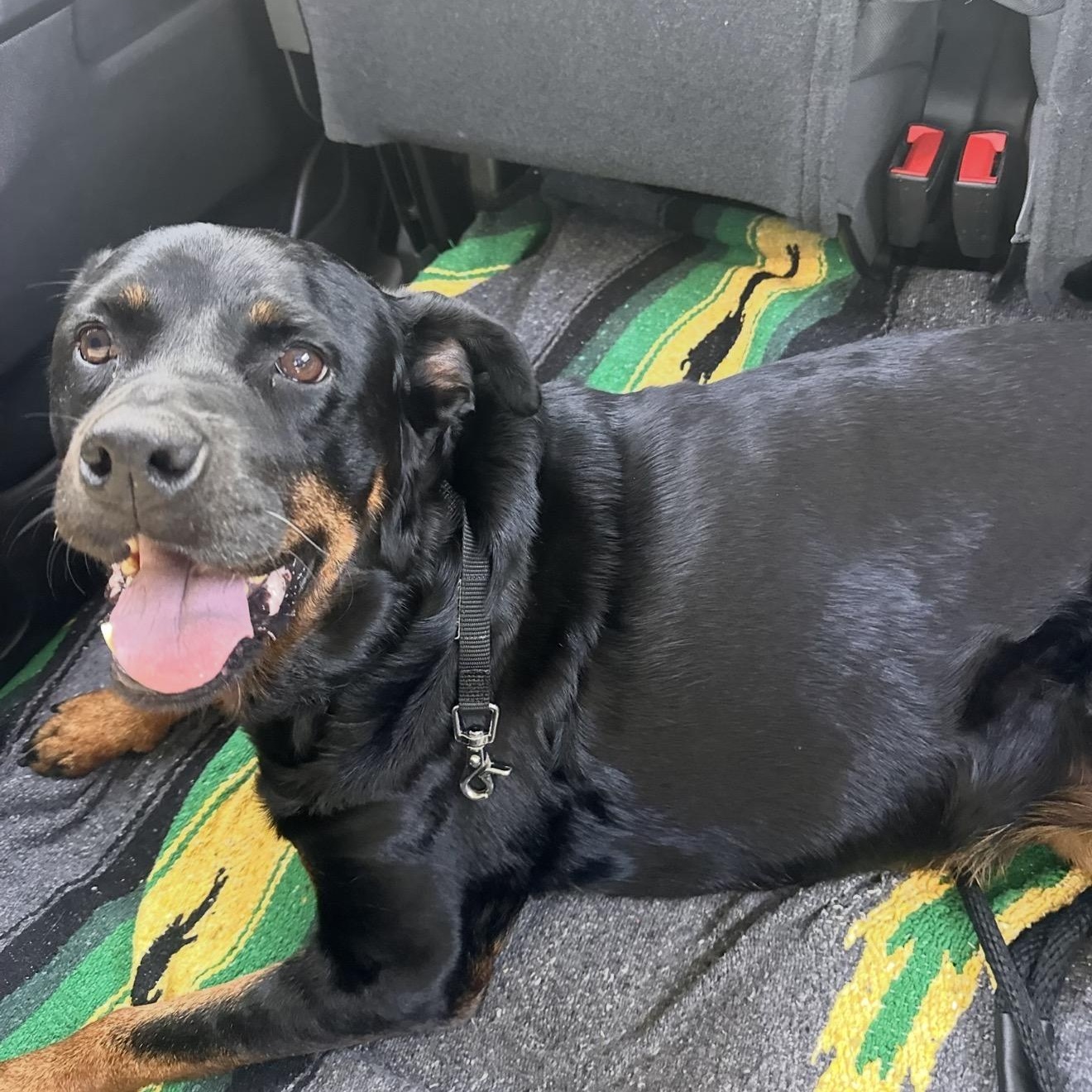 Enlarge Flor, a Adoptable Rottweiler in San Diego, CA image 6/6
