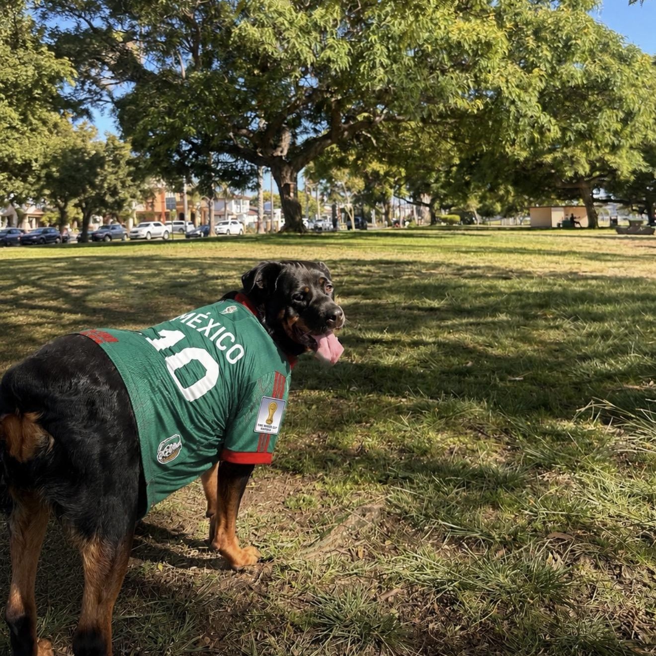 Enlarge Flor, a Adoptable Rottweiler in San Diego, CA image 2/6
