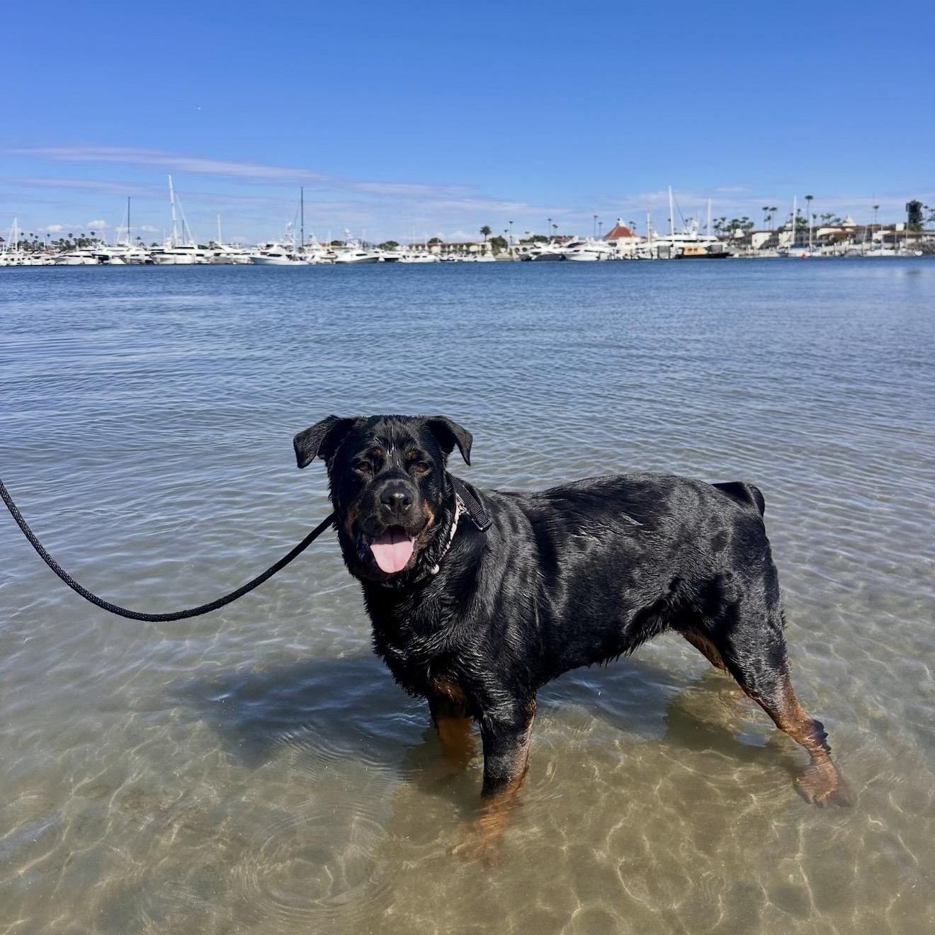 Flor, Adoptable, Adult Female Rottweiler.