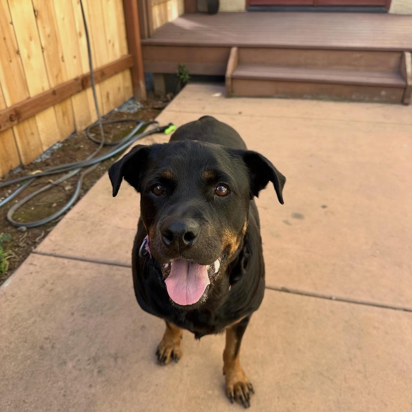 Enlarge Flor, a Adoptable Rottweiler in San Diego, CA image 5/6