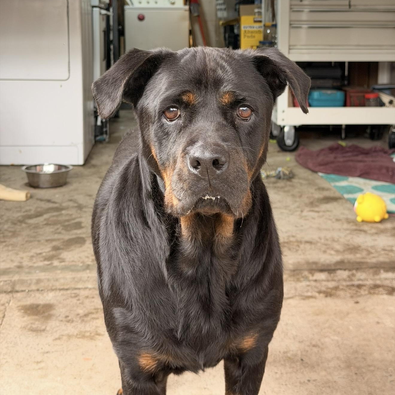 Enlarge Flor, a Adoptable Rottweiler in San Diego, CA image 3/6