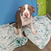 Enlarge Gabe, a Adopted mixed breed in Rapid City, SD image 2/2