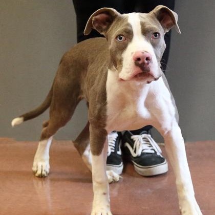 Gabe, Adopted, Puppy Male Terrier.