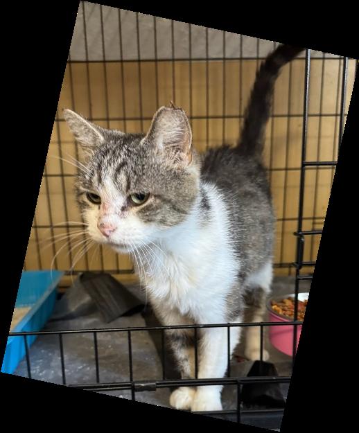 Queeny, a Adoptable Domestic Short Hair in Evans City, PA image 1/2