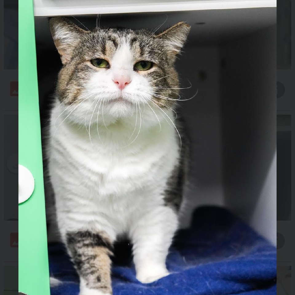 Queenie, Adoptable, Adult Female Domestic Short Hair.
