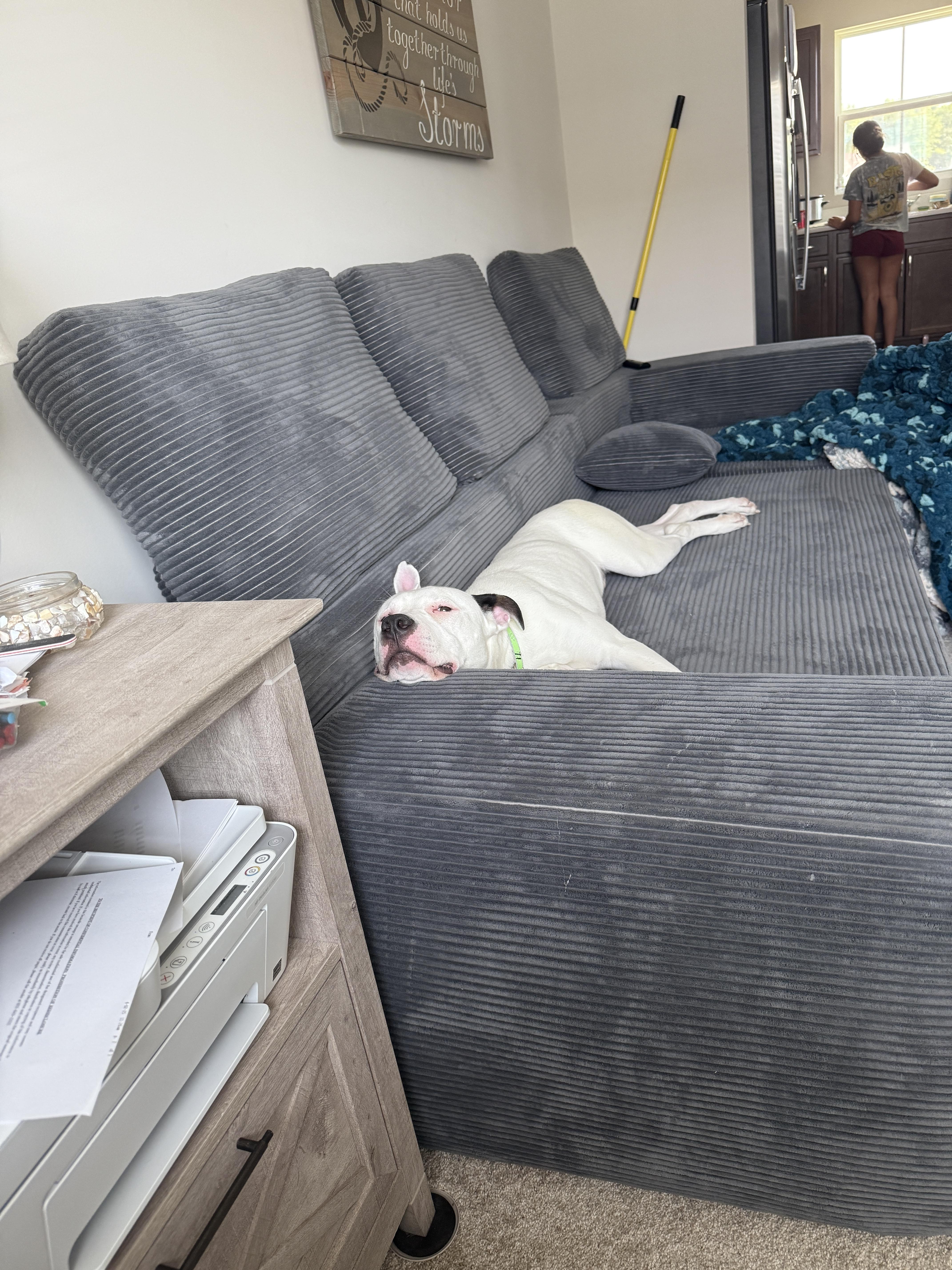 Aerosmith, a Adoptable mixed breed in Bahama, NC image 5/5