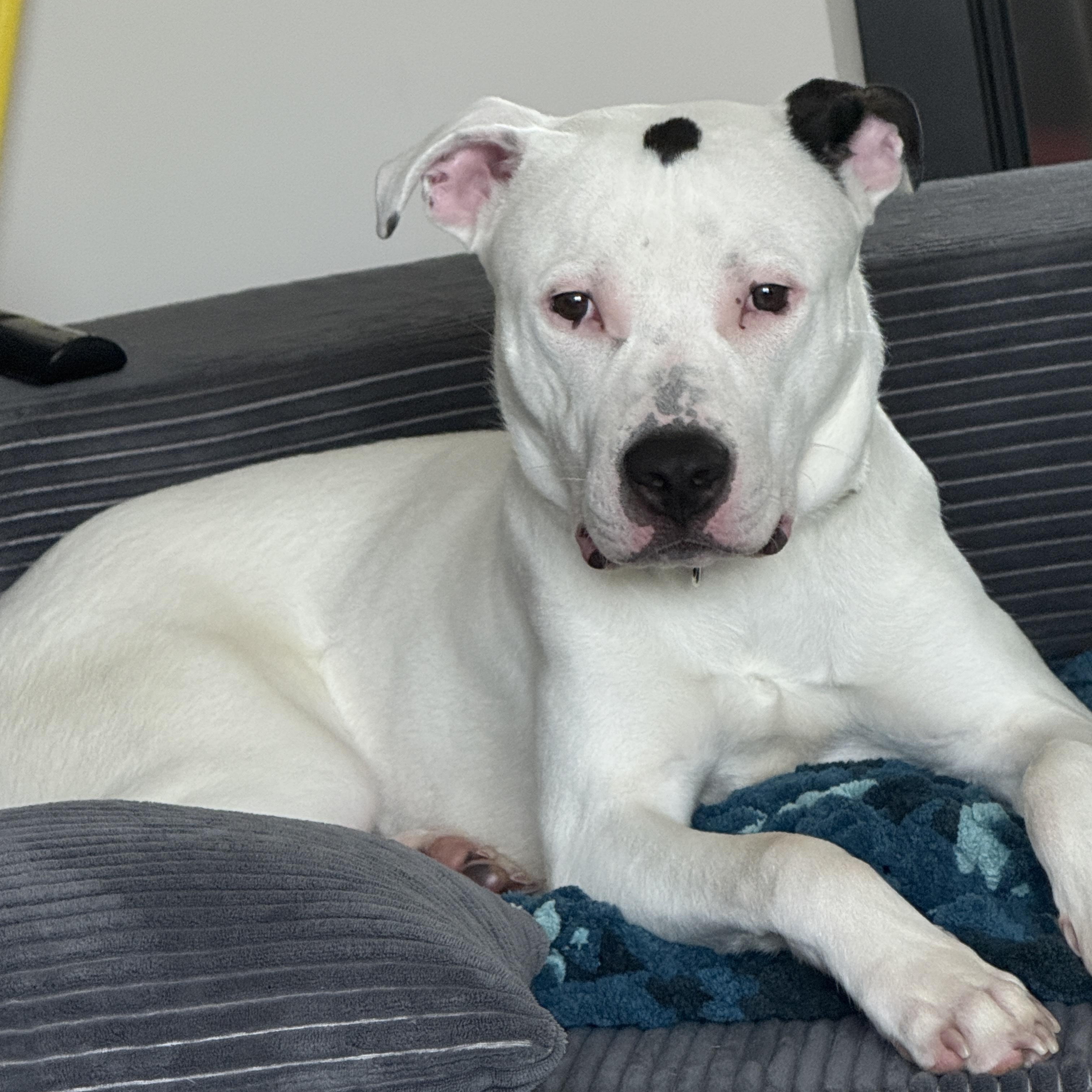 Aerosmith, a Adoptable mixed breed in Bahama, NC image 2/5